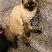 Molly joined the competition — help win amazing prizes! cat, seal_point, ragdoll, pet, indoor, staircase, carpet, plush_toy, toy_mouse, blue_eyes, fluffy, fur, paws, ears, sitting, looking_at_camera, portrait, close_up, domestic, relaxed