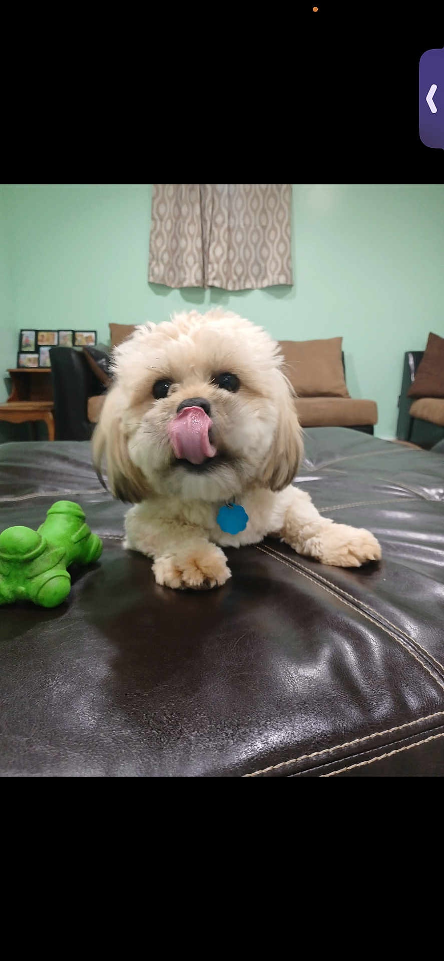 Diamond joined the competition — help win amazing prizes! dog, tongue_out, fluffy, toy, blue_tag, leather_surface, living_room, curtains, chair, cushion, pet, playful, animal, indoor, cute, small_dog, fur, nose, paw, brown