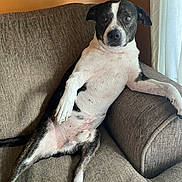 Bruno is registered to the contest to win money with this photo: dog, couch, indoor, relaxed, black_and_white, pet, canine, fur, sitting, paw, armrest, curtain, light, brown, fur_pattern, home, animal, companion, resting, domestic