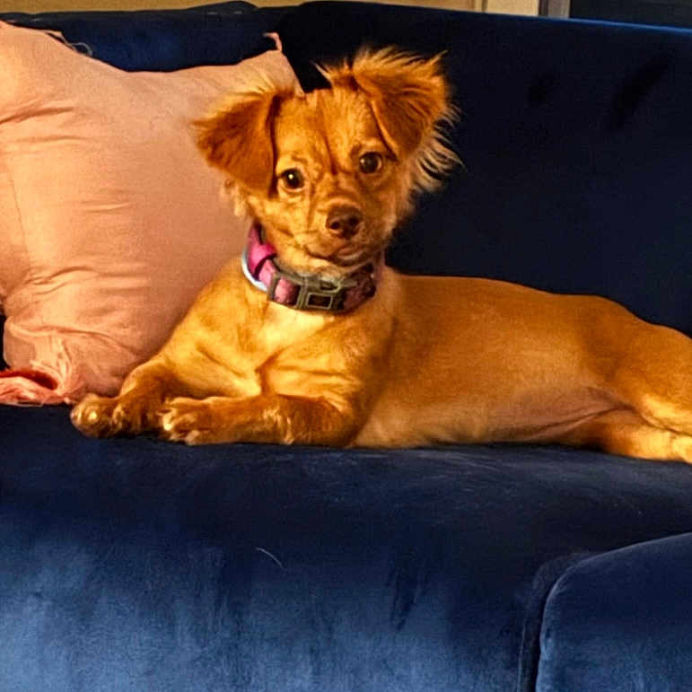Rumba is registered to the contest to win money with this photo: animal, architecture, ball, building, canine, chihuahua, cockerspaniel, couch, cushion, dog, furniture, goldenretriever, homedecor, indoors, pet, pillow, puppy, sport, tennis, tennisball