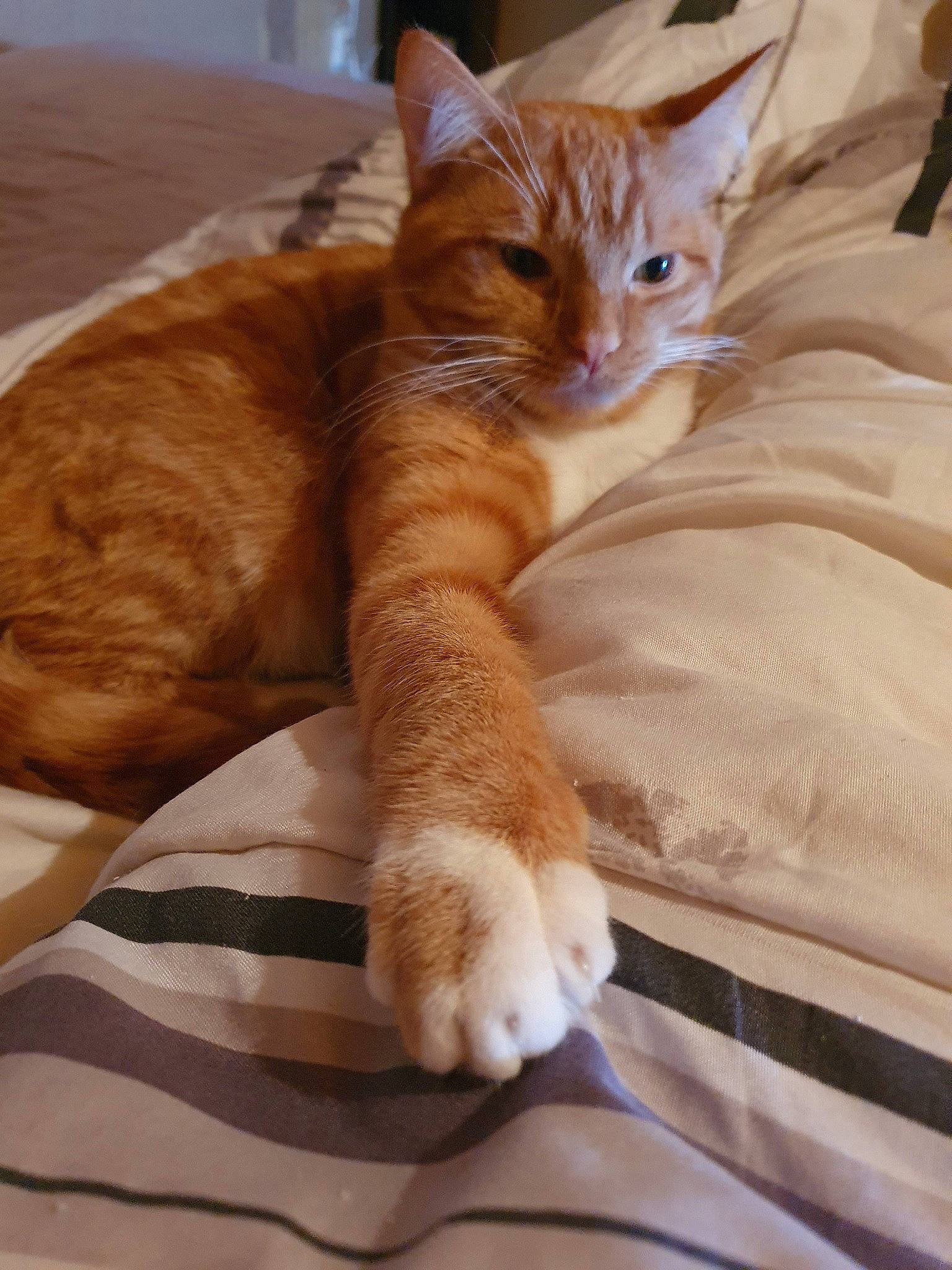 Simba participe au concours pour gagner de l'argent avec cette photo : aegean_cat, american_wirehair, arabian_mau, asian, australian_mist, carnivore, cat, domestic_short_haired_cat, european_shorthair, fawn, felidae, german_rex, mammal, ojos_azules, small_to_medium_sized_cats, tabby_cat, whiskers