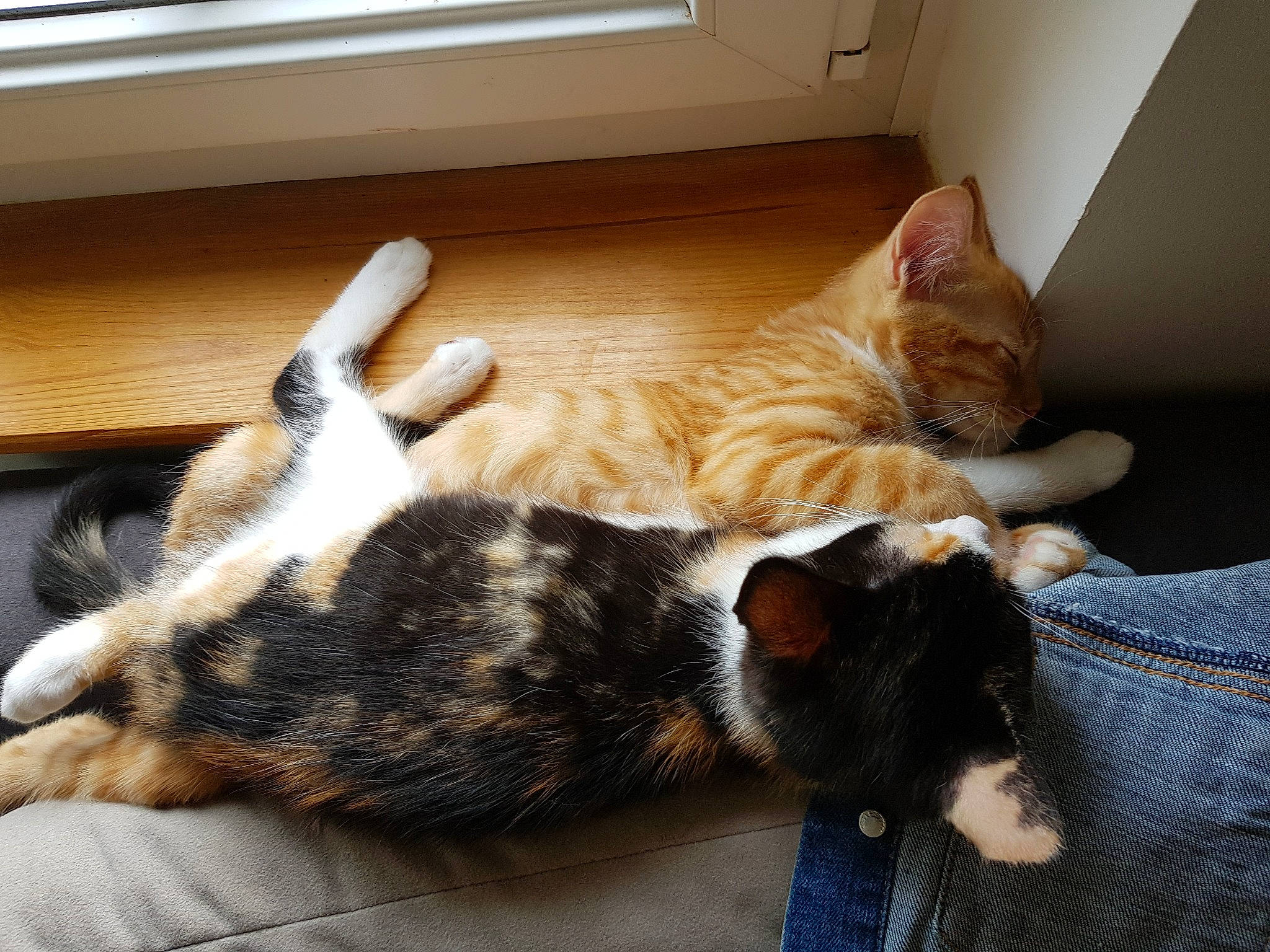 Simba participe au concours pour gagner de l'argent avec cette photo : aegean_cat, carnivore, cat, domestic_short_haired_cat, ear, european_shorthair, felidae, fur, german_rex, kitten, nap, paw, small_to_medium_sized_cats, tabby_cat, tail, whiskers