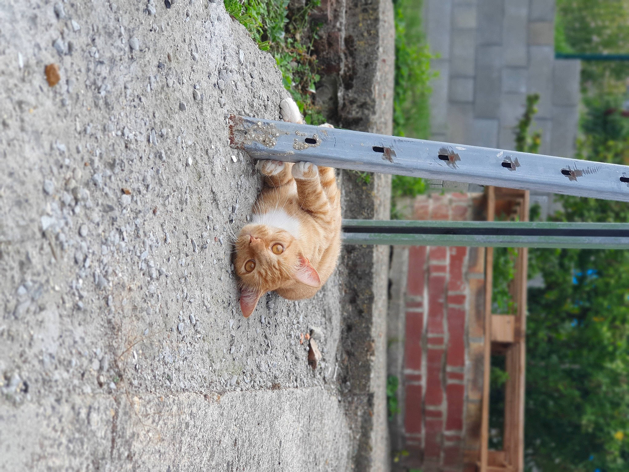 Simba a rejoint le concours — aidez-le/la à gagner de superbes lots ! fawn