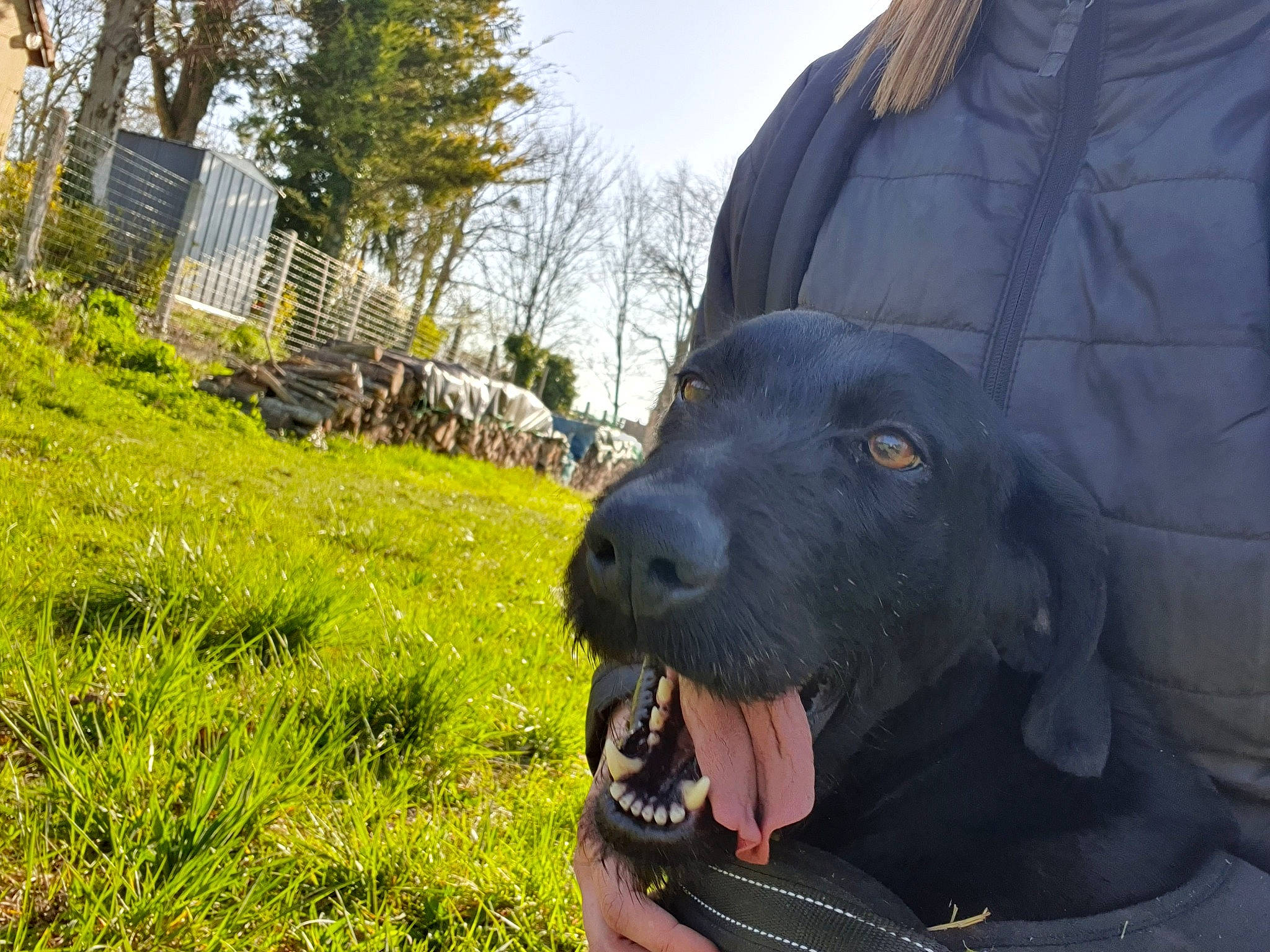 Guess a rejoint le concours — aidez-le/la à gagner de superbes lots ! canidae, carnivore, dog, dog_breed, flat_coated_retriever, grass, guard_dog, hunting_dog, labrador_retriever, patterdale_terrier, photography, retriever, snout, sporting_group