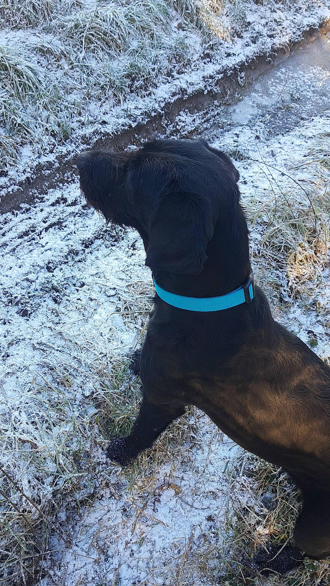 Guess a rejoint le concours — aidez-le/la à gagner de superbes lots ! canidae, carnivore, dog, dog_breed, hunting_dog, pointer, sporting_group