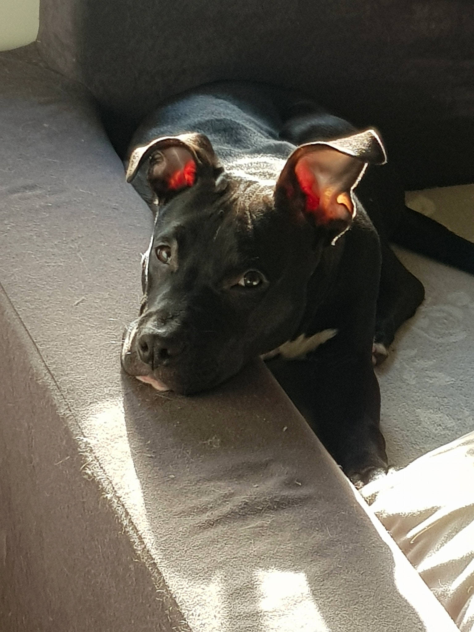 Kirua participe au concours pour gagner de l'argent avec cette photo : american_pit_bull_terrier, canidae, carnivore, dog, dog_breed, ear, fawn, guard_dog, non_sporting_group, snout, sporting_group, staffordshire_bull_terrier, whiskers