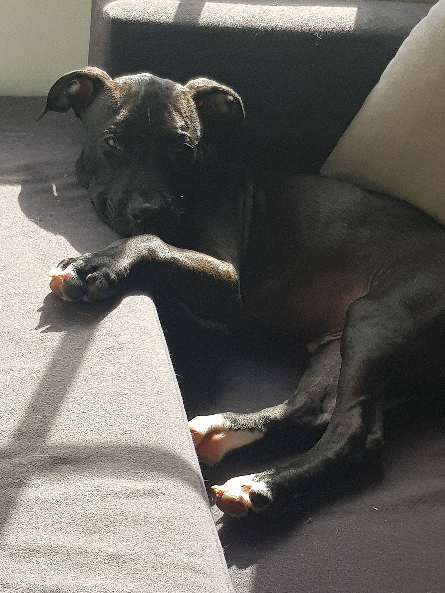 Kirua a rejoint le concours — aidez-le/la à gagner de superbes lots ! canidae, carnivore, companion_dog, dog, dog_breed, fawn, great_dane, guard_dog, leg, non_sporting_group, snout