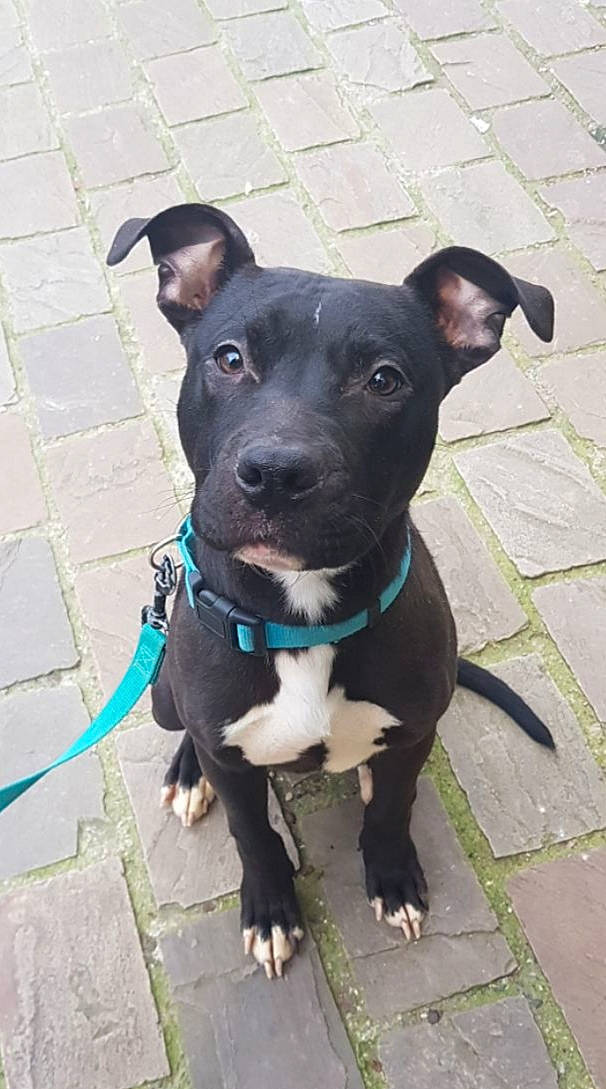 Kirua a rejoint le concours — aidez-le/la à gagner de superbes lots ! american_pit_bull_terrier, american_staffordshire_terrier, bull_and_terrier, canidae, carnivore, dog, dog_breed, fawn, mammal, non_sporting_group, old_english_terrier, pit_bull, rare_breed_dog, snout, sporting_group, staffordshire_bull_terrier, terrier, vertebrate