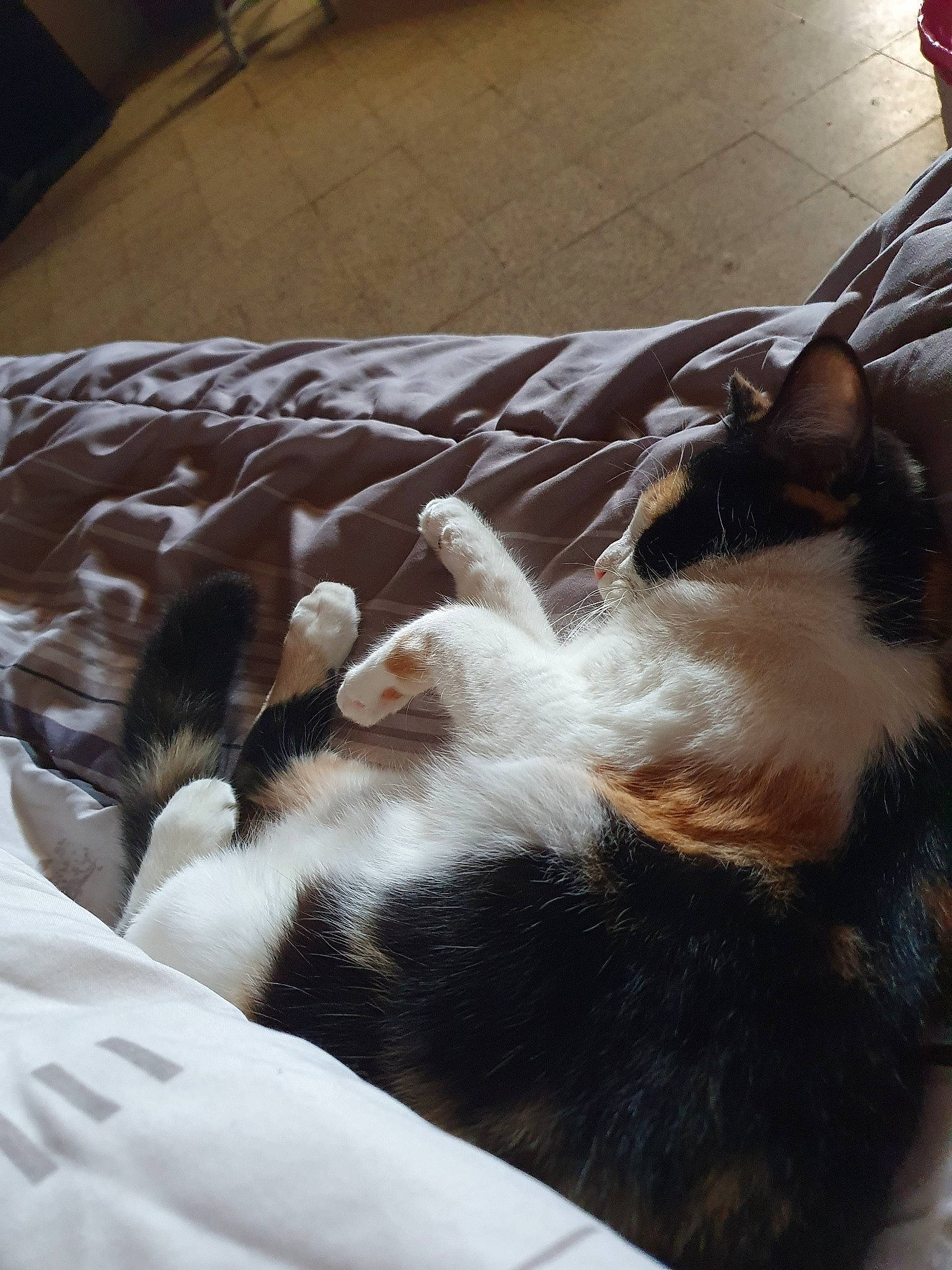 Siggy participe au concours pour gagner de l'argent avec cette photo : canidae, carnivore, cat, fawn, felidae, fur, kitten, nap, paw, small_to_medium_sized_cats, tail, whiskers