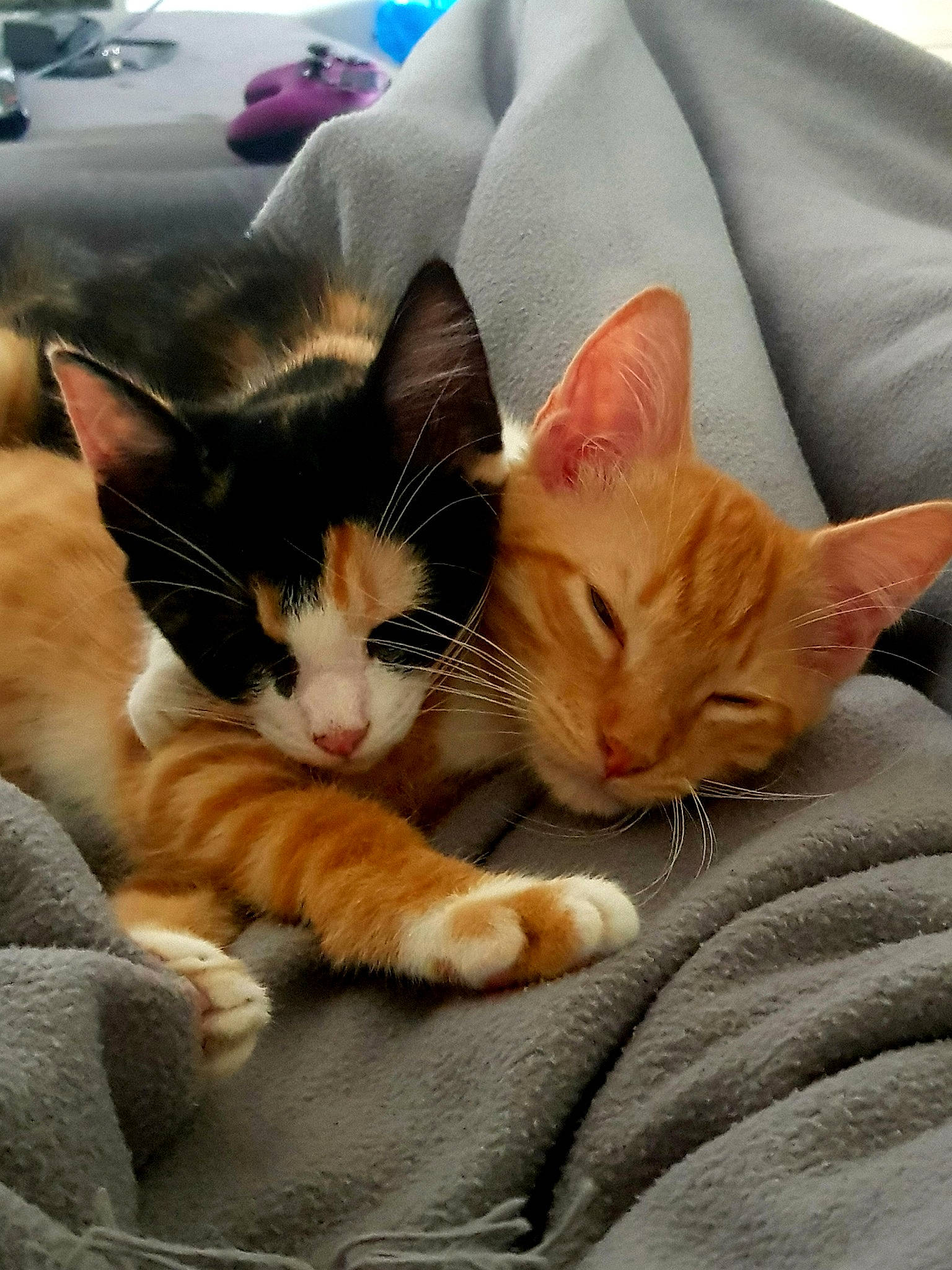 Siggy participe au concours pour gagner de l'argent avec cette photo : aegean_cat, arabian_mau, asian, carnivore, cat, domestic_short_haired_cat, european_shorthair, felidae, german_rex, kitten, mammal, nap, oriental_longhair, small_to_medium_sized_cats, snout, vertebrate, whiskers