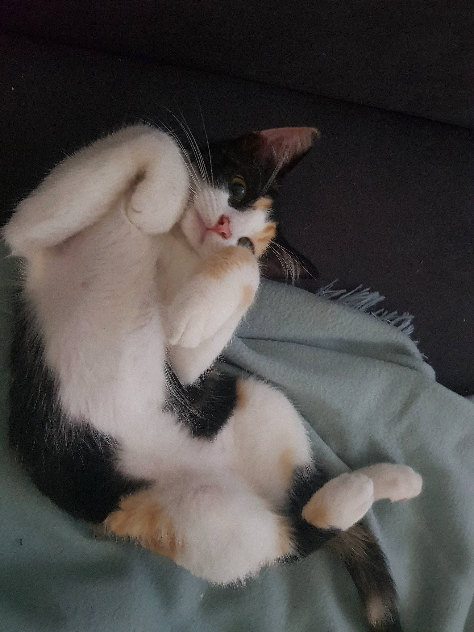 Siggy a rejoint le concours — aidez-le/la à gagner de superbes lots ! aegean_cat, american_wirehair, carnivore, cat, claw, ear, fawn, felidae, fur, japanese_bobtail, kitten, paw, polydactyl_cat, small_to_medium_sized_cats, tail, whiskers