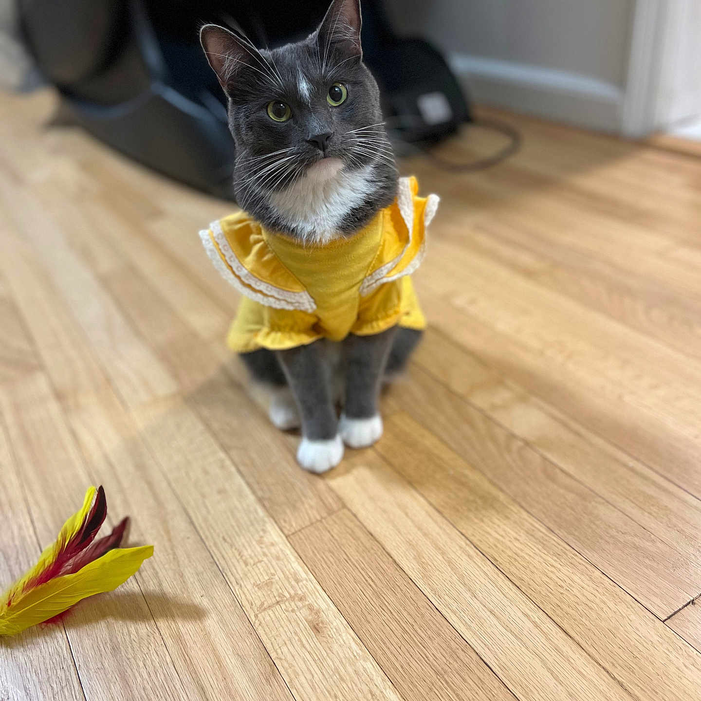 Luna joined the competition — help win amazing prizes! cat, yellow_clothing, pet, indoor, wooden_floor, toy, colorful_toy, gray_cat, white_paws, sitting, curious, feline, domestic_animal, costume, playful, closeup, household, furniture, flooring, whiskers