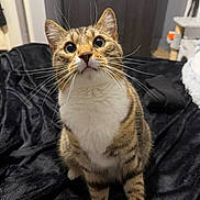 Elrond-Poe is registered to the contest to win money with this photo: cat, tabby, pet, indoor, feline, whiskers, curious, looking_up, soft_blanket, bedroom, furniture, cat_tree, ears, eyes, paws, striped, domestic_cat, cute, animal, sitting
