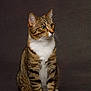 cat, tabby_cat, pet, animal, feline, sitting, white_paws, striped_fur, green_eyes, portrait, studio, indoor, cute, domestic_cat, whiskers, ears, fur, attention, background, calm
