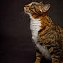 cat, tabby, pet, animal, whiskers, fur, green_eyes, portrait, side_view, curious, domestic_cat, mammal, indoor, feline, paws, striped, white_paws, close_up, studio, profile
