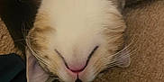 Elrond-Poe is registered to the contest to win money with this photo: cat, sleeping, close_up, upside_down, fur, whiskers, pet, animal, relaxed, indoor, carpet, cute, face, mouth, ears, tabby, white_fur, brown_fur, pink_nose, resting