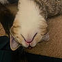 cat, sleeping, close_up, upside_down, fur, whiskers, pet, animal, relaxed, indoor, carpet, cute, face, mouth, ears, tabby, white_fur, brown_fur, pink_nose, resting