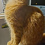 cat, orange_cat, fluffy, pet, indoor, chair, woven_chair, feline, whiskers, ears, looking_up, tongue_out, fur, domestic_animal, animal, cute, side_view, sitting, home, night