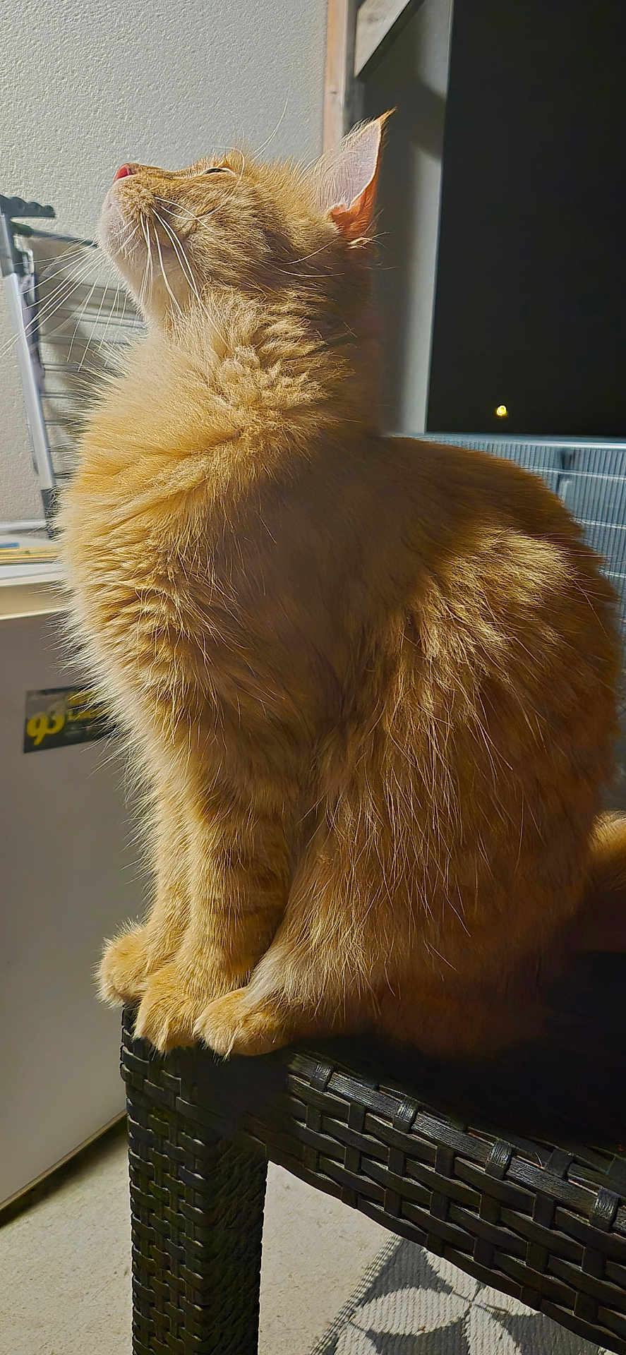 Beuz