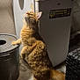 Beuz participe au concours pour gagner de l'argent avec cette photo : cat, orange_tabby, standing, curious, indoor, trash_can, appliance, shadow, fur, whiskers, paw, floor, wall, lighting, household, pet, looking_up, tail, texture, domestic