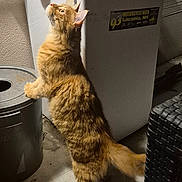 Beuz participe au concours pour gagner de l'argent avec cette photo : cat, orange_tabby, standing, curious, indoor, trash_can, appliance, sticker, motorcycle_week, wall, floor, fur, tail, ears, whiskers, shadow, lighting, furniture, curiosity, pet