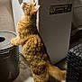 cat, orange_tabby, standing, curious, indoor, trash_can, appliance, sticker, motorcycle_week, wall, floor, fur, tail, ears, whiskers, shadow, lighting, furniture, curiosity, pet