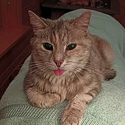 Trouble is registered to the contest to win money with this photo: cat, tabby, tongue_out, towel, indoor, pet, fur, whiskers, relaxed, cute, animal, mammal, resting, cozy, wooden_wall, ears, closeup, face, paw, domestic
