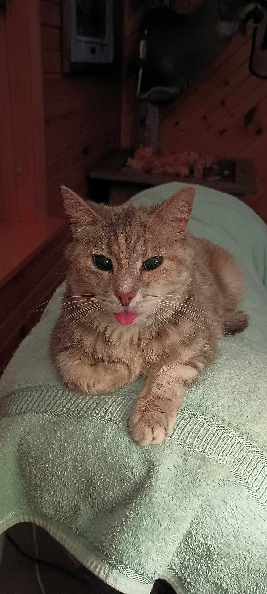 Trouble is registered to the contest to win money with this photo: cat, tabby, tongue_out, towel, indoor, pet, fur, whiskers, relaxed, cute, animal, mammal, resting, cozy, wooden_wall, ears, closeup, face, paw, domestic
