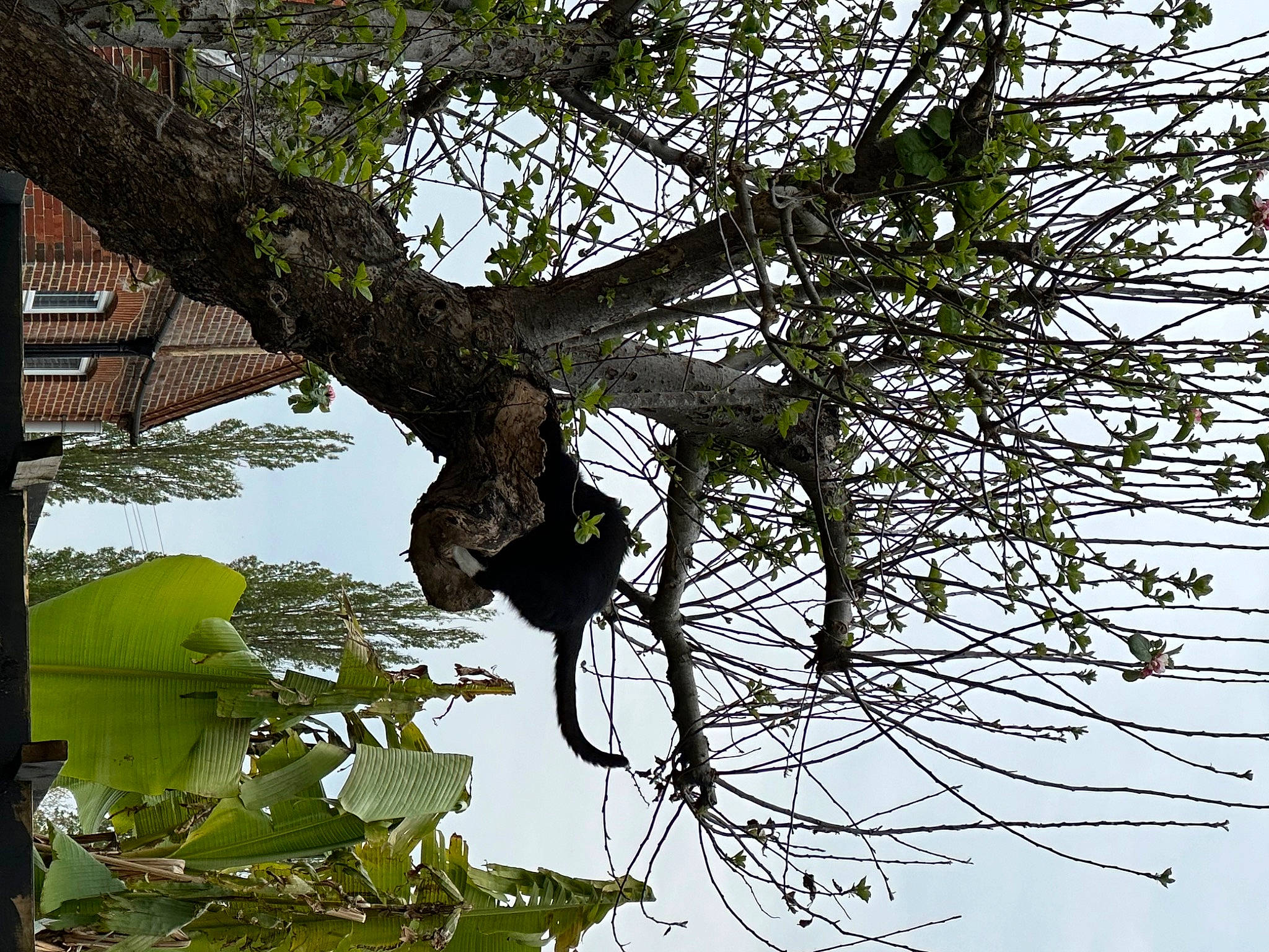 The Colonel joined the competition — help win amazing prizes! flowering_plant, jungle, plant, plant_stem, sky, temperate_broadleaf_and_mixed_forest, tints_and_shades, tree, trunk, twig, wildlife, woody_plant