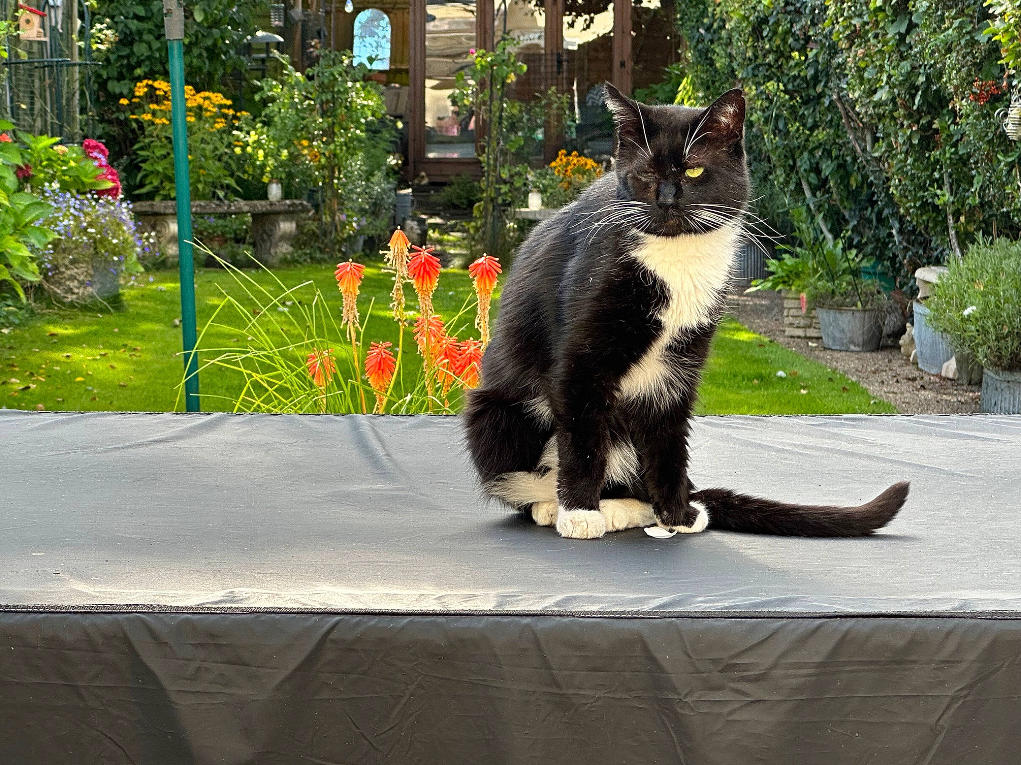 The Colonel joined the competition — help win amazing prizes! asphalt, black_cat, carnivore, cat, domestic_short_haired_cat, felidae, flowerpot, fur, grass, houseplant, plant, road, road_surface, sidewalk, small_to_medium_sized_cats, snout, tail, tree, whiskers, window