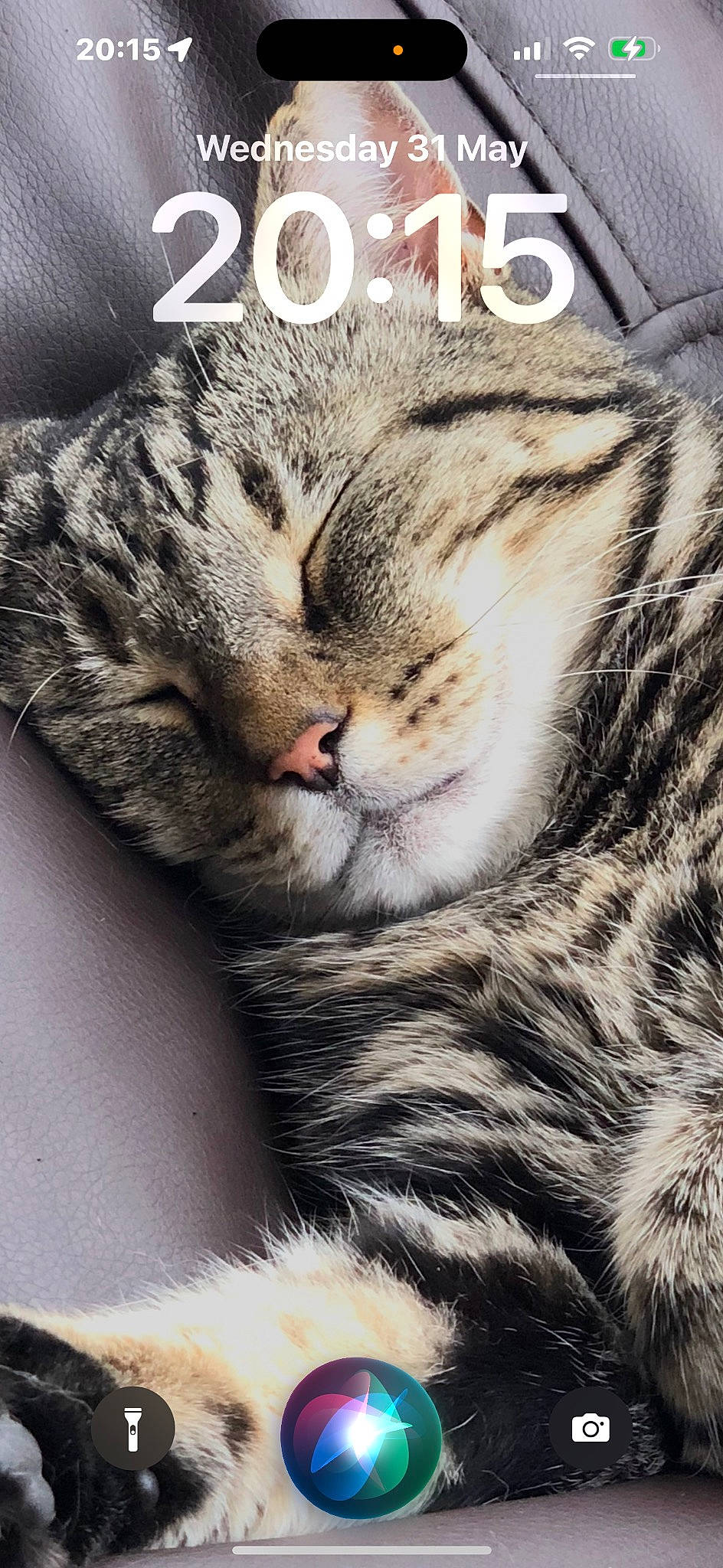 Bumble is registered to the contest to win money with this photo: carnivore, cat, claw, close_up, domestic_short_haired_cat, felidae, fur, paw, small_to_medium_sized_cats, snout, terrestrial_animal, whiskers, wildlife