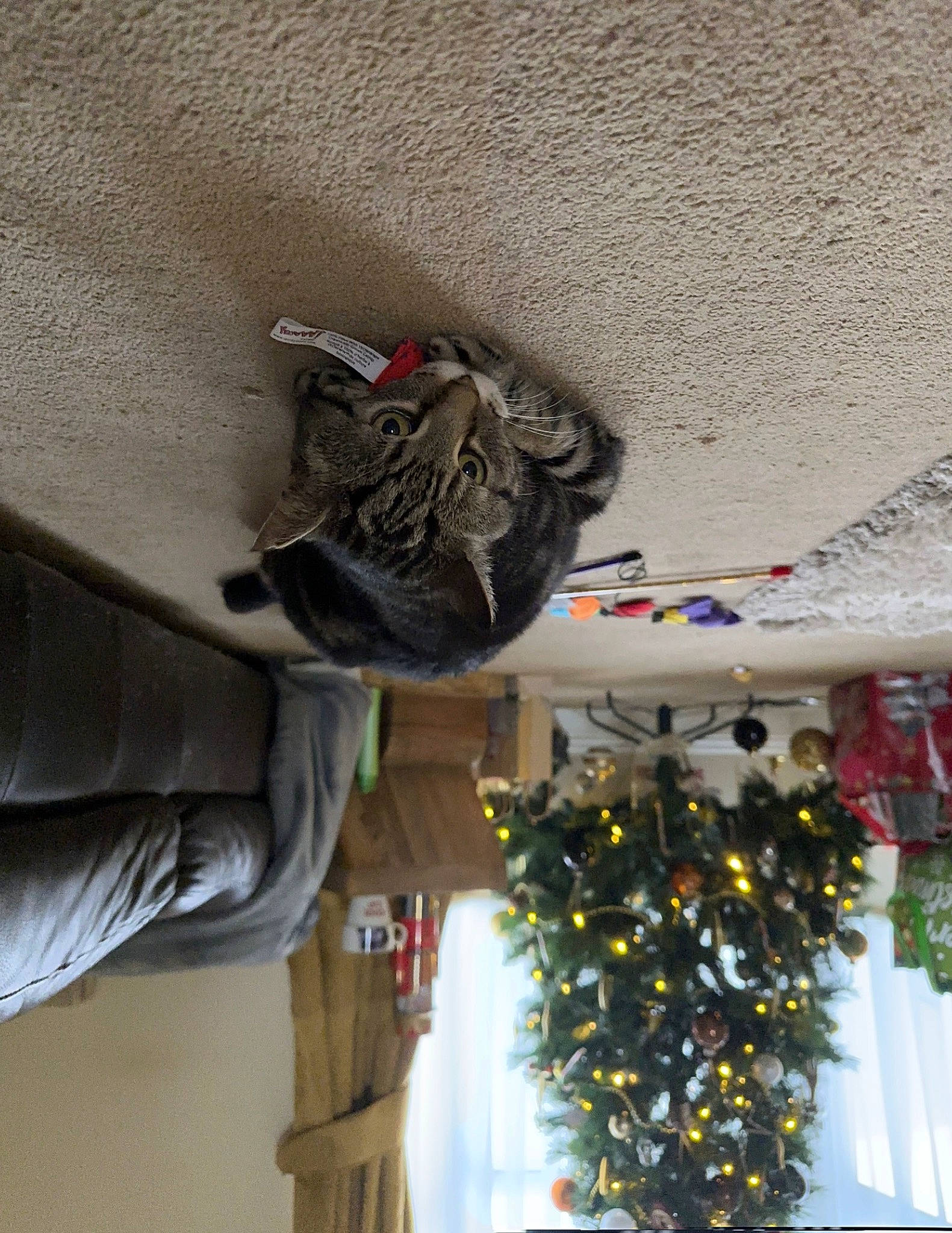 Bumble joined the competition — help win amazing prizes! ceiling, christmas_decoration, christmas_ornament, christmas_tree, curtain, event, floral_design, house, interior_design, ornament, outdoor_shoe, plant, room, tree, walking_shoe, window, window_treatment, wood