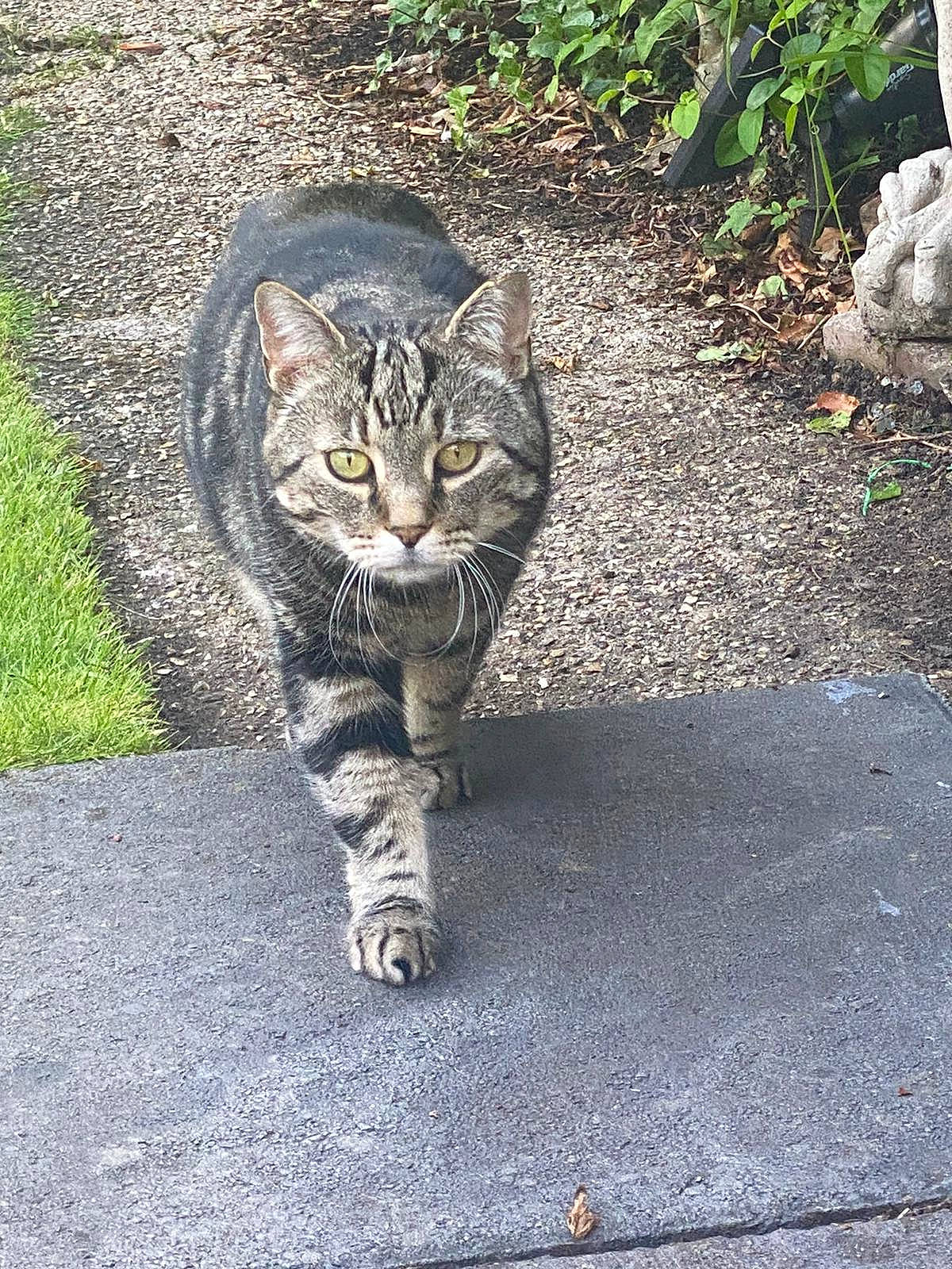 Bumble is registered to the contest to win money with this photo: asphalt, carnivore, cat, claw, domestic_short_haired_cat, eye, felidae, fur, grass, grey, groundcover, paw, plant, road_surface, sitting, small_to_medium_sized_cats, snout, tail, terrestrial_animal, whiskers