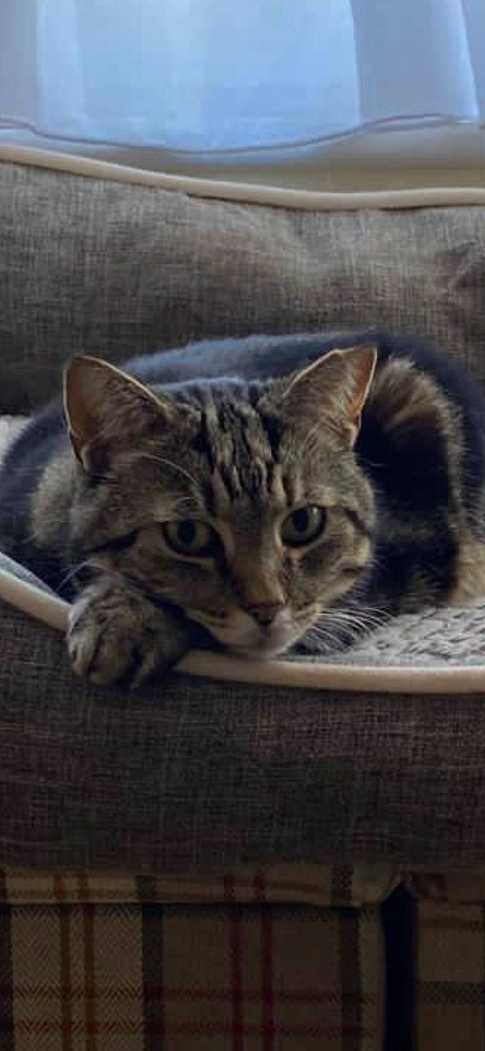 Bumble is registered to the contest to win money with this photo: art, carnivore, cat, domestic_short_haired_cat, door, felidae, fur, grey, paw, photo_caption, rectangle, small_to_medium_sized_cats, snout, square, tail, terrestrial_animal, whiskers, wildlife, window, wood