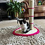 animal, armchair, black_and_white, carpet, cat, cozy, curious, cute, floor, furniture, home, indoor, kitten, living_room, pet, plant, playful, scratching_post, small, toy