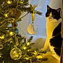 black_and_white_cat, cat, christmas_tree, curtain, decorations, festive, glass_ball, glowing, golden, holiday, indoor, lights, ornament, pet, pine_needles, ribbon, sitting, tree_branch, warm_light, window