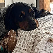 Uzo a rejoint le concours — aidez-le/la à gagner de superbes lots ! dog, pets, resting, indoor, blanket, texture, closeup, black_dog, brown_dog, fur, canine, relaxation, comfort, portrait, animal, eyes, lying_down, household, cozy, companion