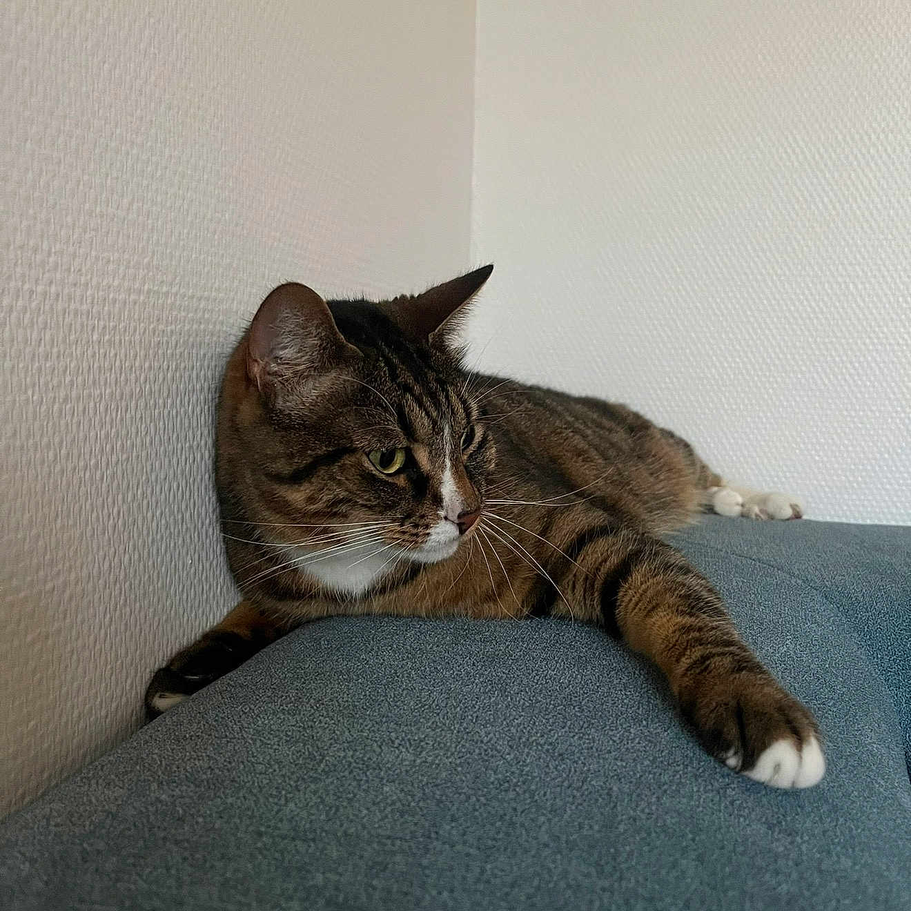 Woody a rejoint le concours — aidez-le/la à gagner de superbes lots ! animal, calm, cat, couch, cozy, cute, domestic, fur, furniture, indoor, mammal, paw, pet, relaxed, resting, side_view, tabby_cat, texture, wall, whiskers