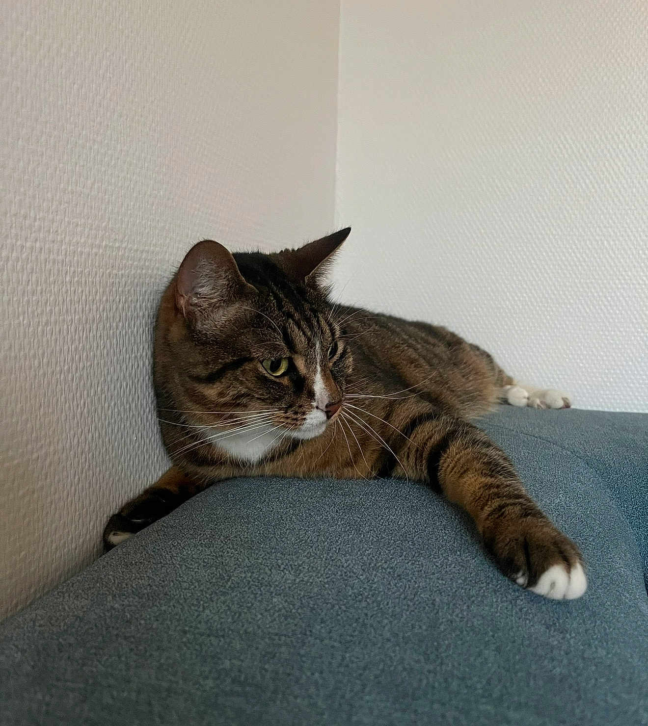 Woody a rejoint le concours — aidez-le/la à gagner de superbes lots ! cat, tabby_cat, indoor, couch, furniture, relaxed, pet, whiskers, fur, paw, wall, texture, resting, animal, mammal, domestic, cute, side_view, calm, cozy