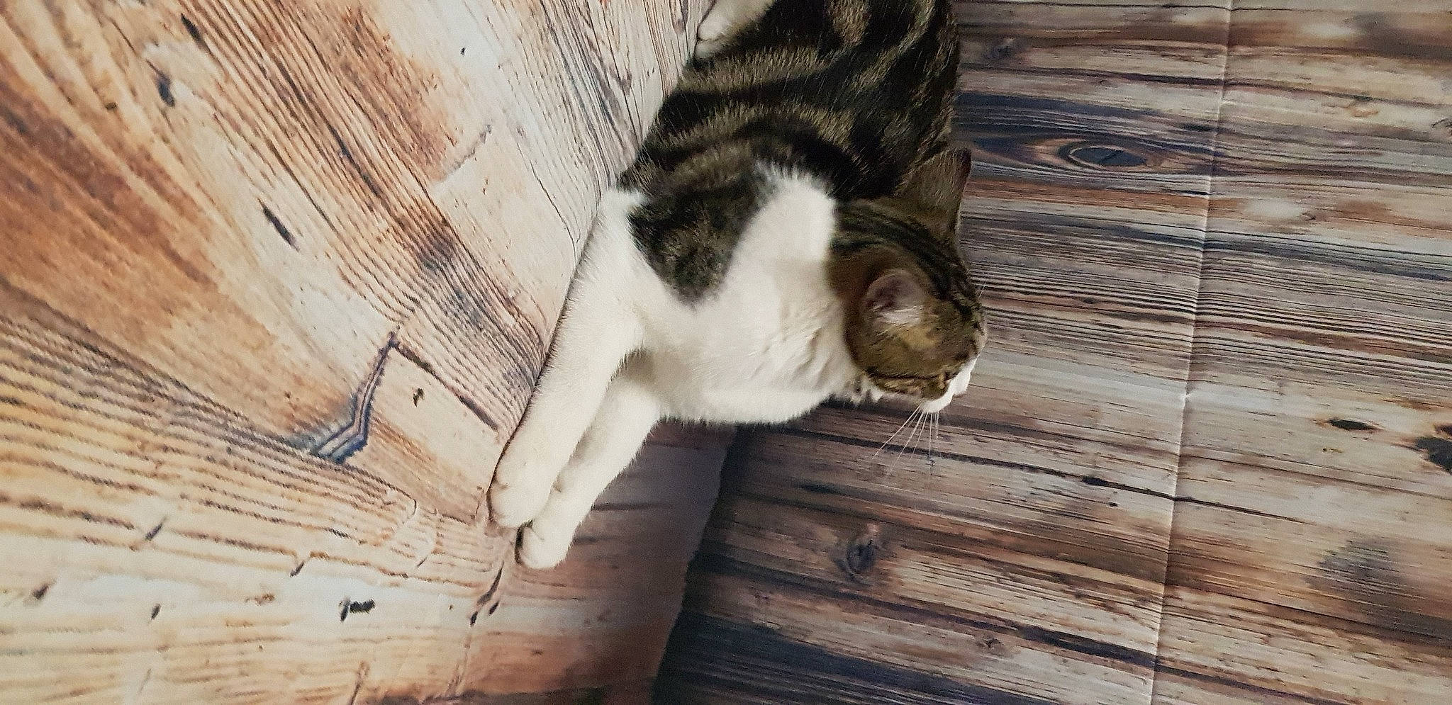 Rosie Miou a rejoint le concours — aidez-le/la à gagner de superbes lots ! carnivore, cat, comfort, domestic_short_haired_cat, felidae, fur, hardwood, laminate_flooring, paper, plank, plywood, small_to_medium_sized_cats, snout, tail, whiskers, wood, wood_flooring, wood_stain