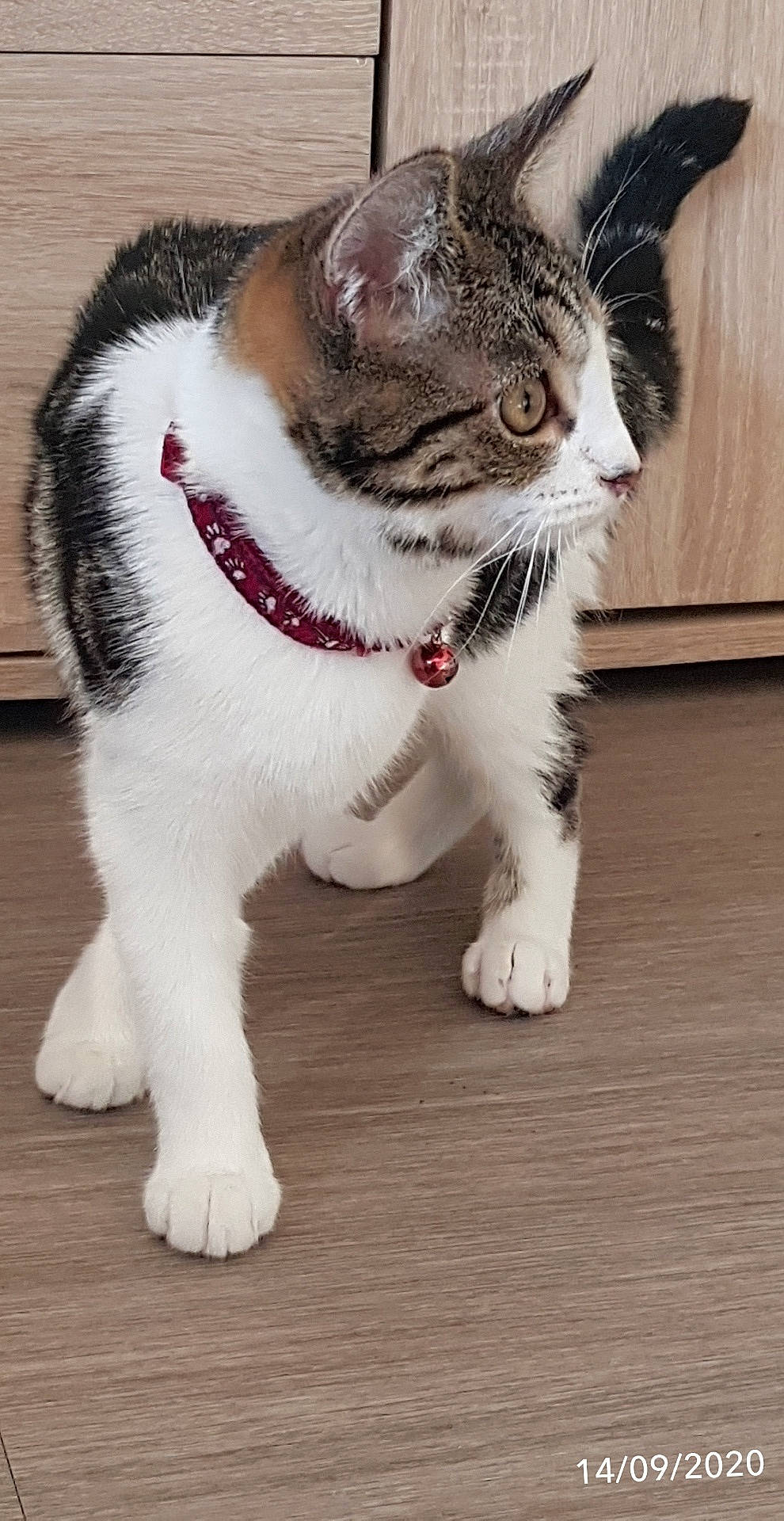 Rosie Miou a rejoint le concours — aidez-le/la à gagner de superbes lots ! aegean_cat, american_wirehair, asian, carnivore, cat, domestic_short_haired_cat, european_shorthair, felidae, fur, japanese_bobtail, kitten, kurilian_bobtail, mammal, norwegian_forest_cat, paw, polydactyl_cat, small_to_medium_sized_cats, snout, tail, whiskers