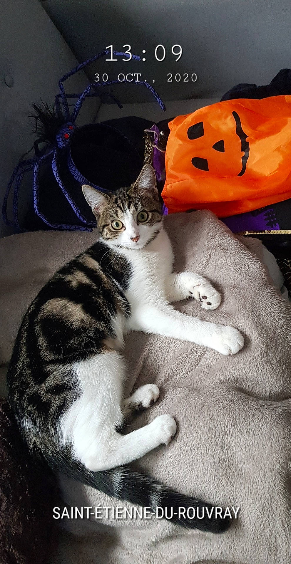 Rosie Miou a rejoint le concours — aidez-le/la à gagner de superbes lots ! aegean_cat, american_shorthair, american_wirehair, asian, carnivore, cat, domestic_short_haired_cat, european_shorthair, felidae, kitten, paw, photo_caption, photography, polydactyl_cat, small_to_medium_sized_cats, snout, tabby_cat, tail, whiskers