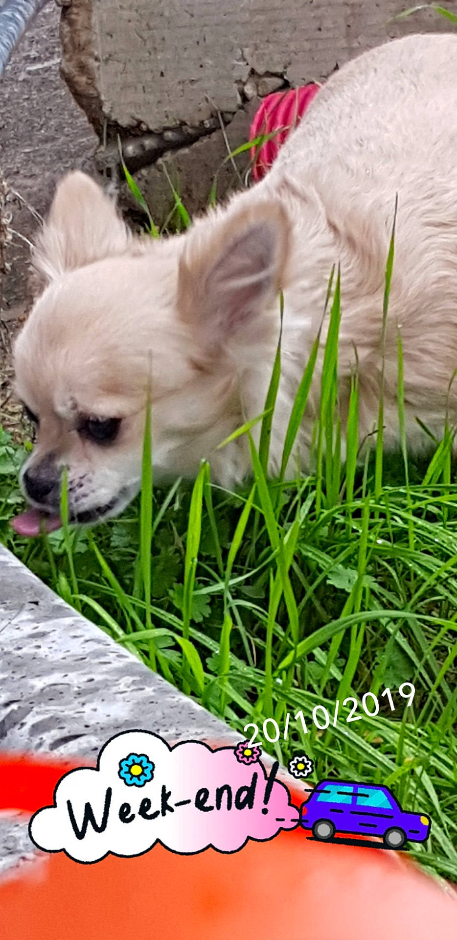 Faya participe au concours pour gagner de l'argent avec cette photo : canidae, carnivore, chihuahua, companion_dog, dog, dog_breed, fawn, grass, photo_caption, puppy, toy_dog