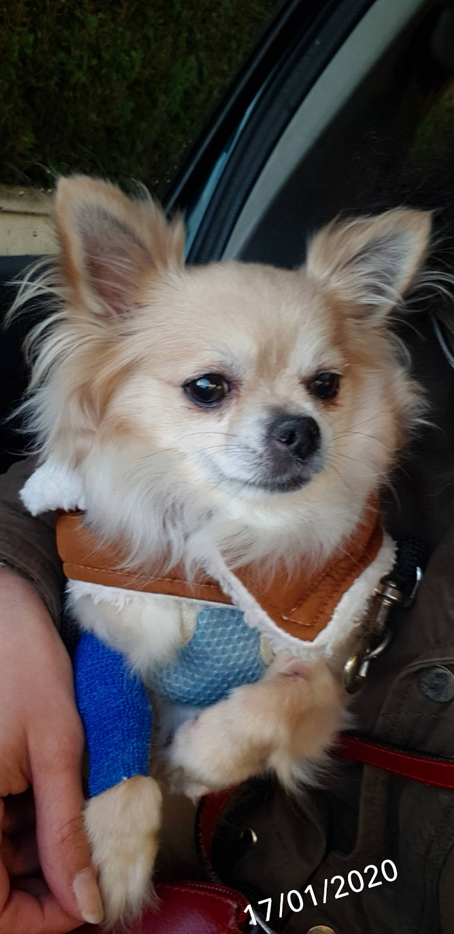 Faya a rejoint le concours — aidez-le/la à gagner de superbes lots ! ancient_dog_breeds, canidae, carnivore, chihuahua, companion_dog, dog, dog_breed, ear, fawn, mammal, pomeranian, puppy, rare_breed_dog, snout, toy_dog, vertebrate, whiskers