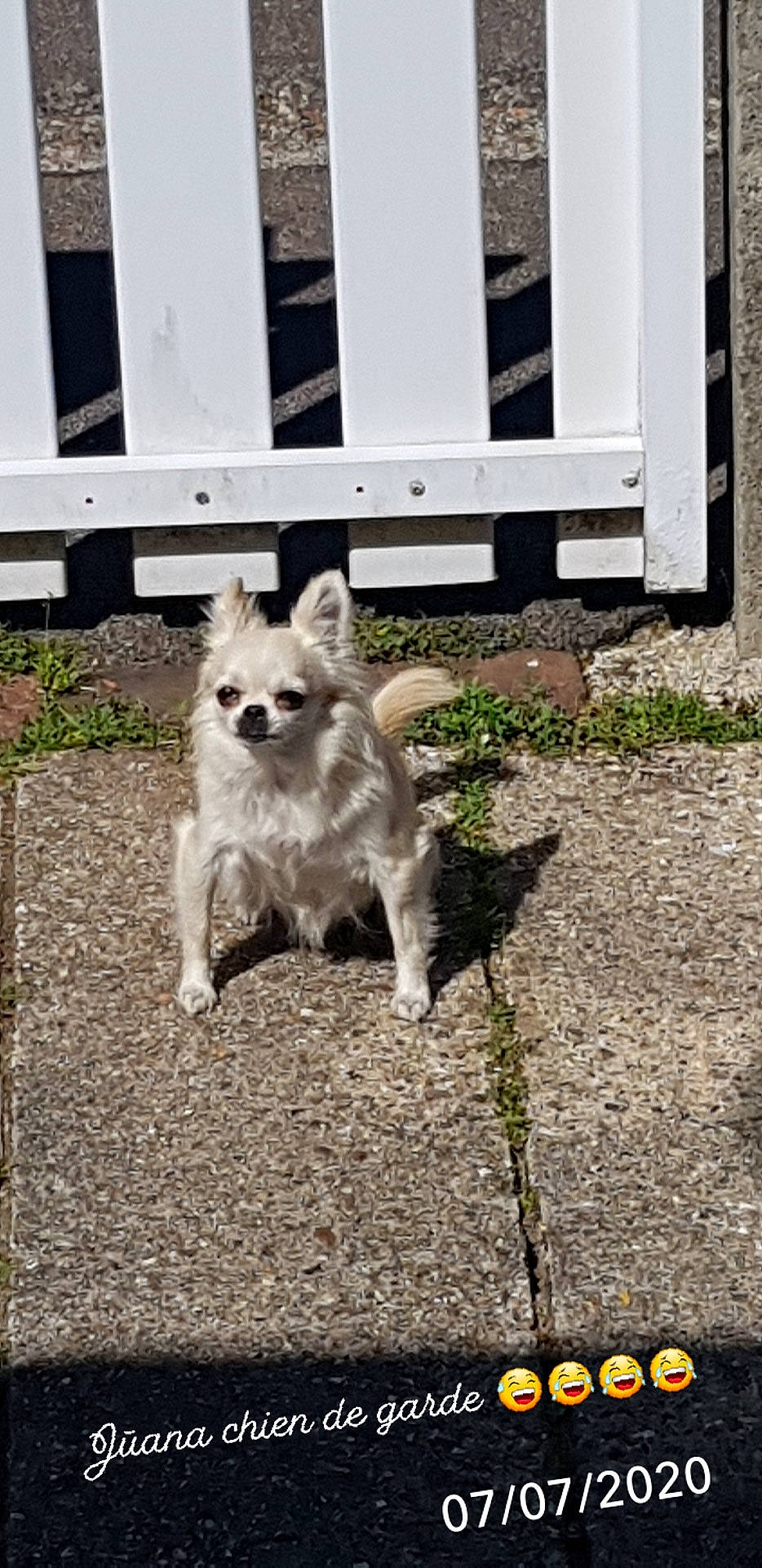 Júana a rejoint le concours — aidez-le/la à gagner de superbes lots ! akita, canidae, carnivore, dog, dog_breed, house, non_sporting_group, pomeranian, sidewalk, tail, window