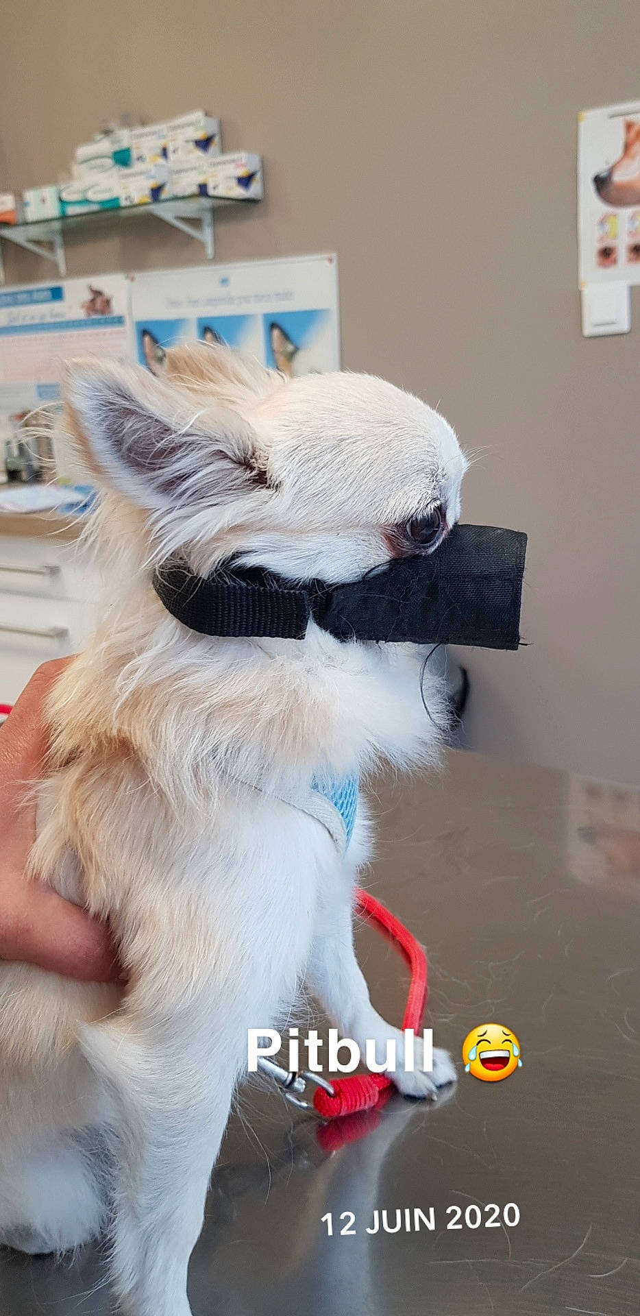 Júana a rejoint le concours — aidez-le/la à gagner de superbes lots ! canidae, carnivore, companion_dog, dog, dog_breed, ear, fawn, fur, mascot, photo_caption, plush, snout, tail, toy