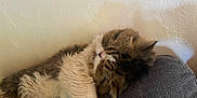 Pilou a rejoint le concours — aidez-le/la à gagner de superbes lots ! cat, sleeping, fluffy, feline, pet, indoor, couch, gray, fur, relaxed, resting, paw, cozy, home, animal, mammal, whiskers, tabby, cute, nap
