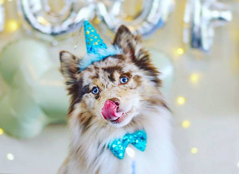 Mochi joined the competition — help win amazing prizes! canidae, carnivore, companion_dog, dog, dog_breed, fur, snapshot, snout, tongue, whiskers, working_animal