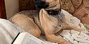 Sirius is registered to the contest to win money with this photo: dog, small_dog, tan_coat, black_coat, collar, bone_tag, blanket, book, open_book, reading, stone_wall, indoors, pet, resting, cozy, furniture, companion, relaxed, side_view, animal