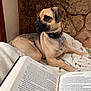 dog, small_dog, tan_coat, black_coat, collar, bone_tag, blanket, book, open_book, reading, stone_wall, indoors, pet, resting, cozy, furniture, companion, relaxed, side_view, animal